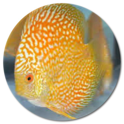 Golden Pearl Discus Fish 3-4 inch Golden Pearl Discus Fish 3-4 inch
